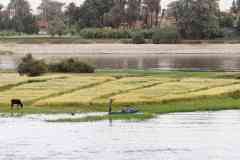 149_Egypte_Navigation-de-Louxor-a-Esna_Le-Nil_Pecheurs