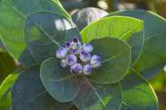 195_Egypte_Assouan_Le-Nil-Sauvage_Ile-de-Sehel_Village-Nubien-de-Jazirat-Suhayl_Pommier-de-Sodome_Roustonnier_Calotropis-procera