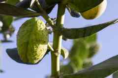 196_Egypte_Assouan_Le-Nil-Sauvage_Ile-de-Sehel_Village-Nubien-de-Jazirat-Suhayl_Pommier-de-Sodome_Roustonnier_Calotropis-procera
