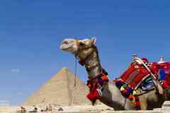 381_Egypte_Le-Caire_Gizeh_Pyramide-de-Kheops-2600-avJC_IVeme-dynastie_et_Chameau